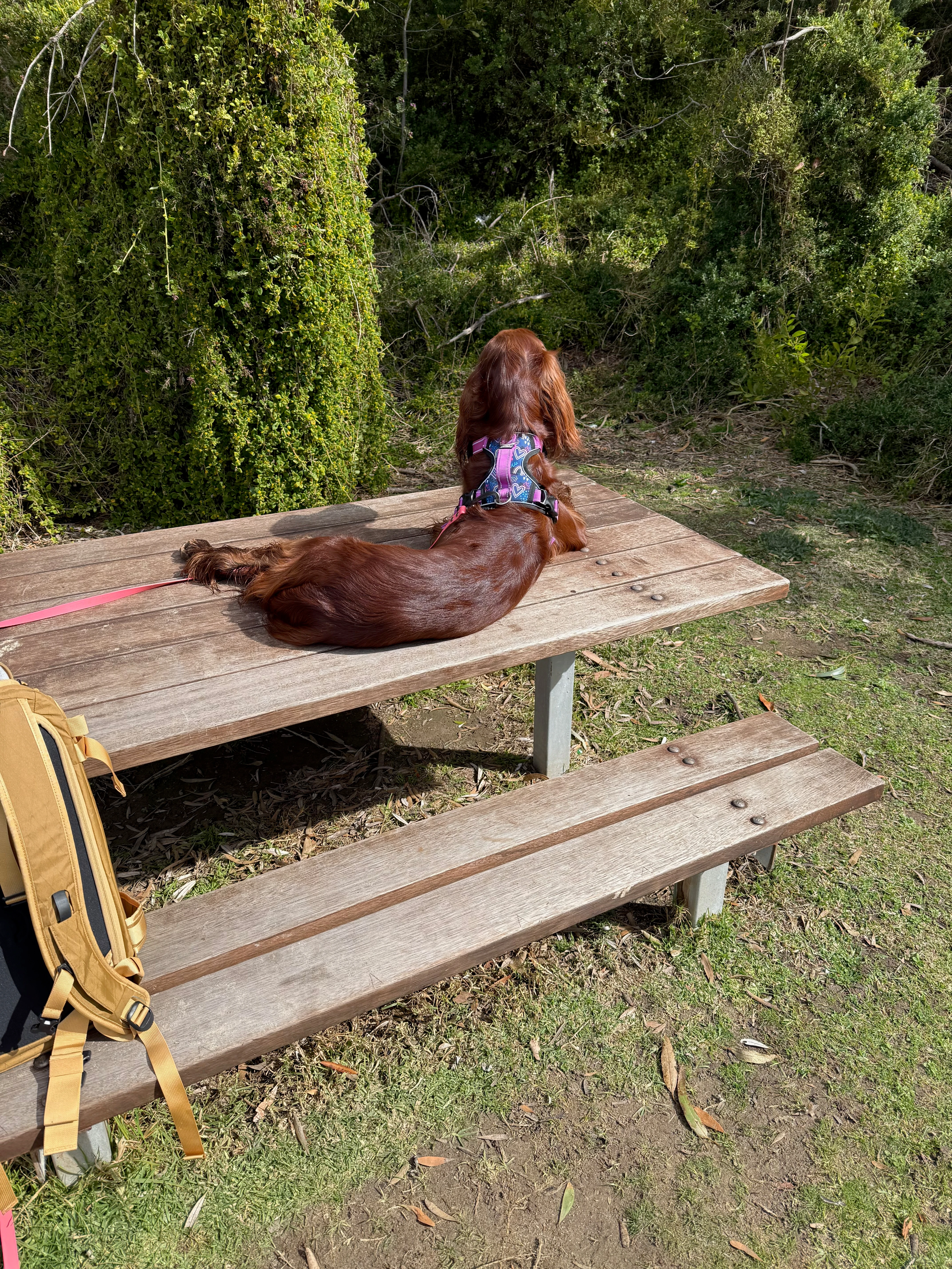 Poodle with stylish cut