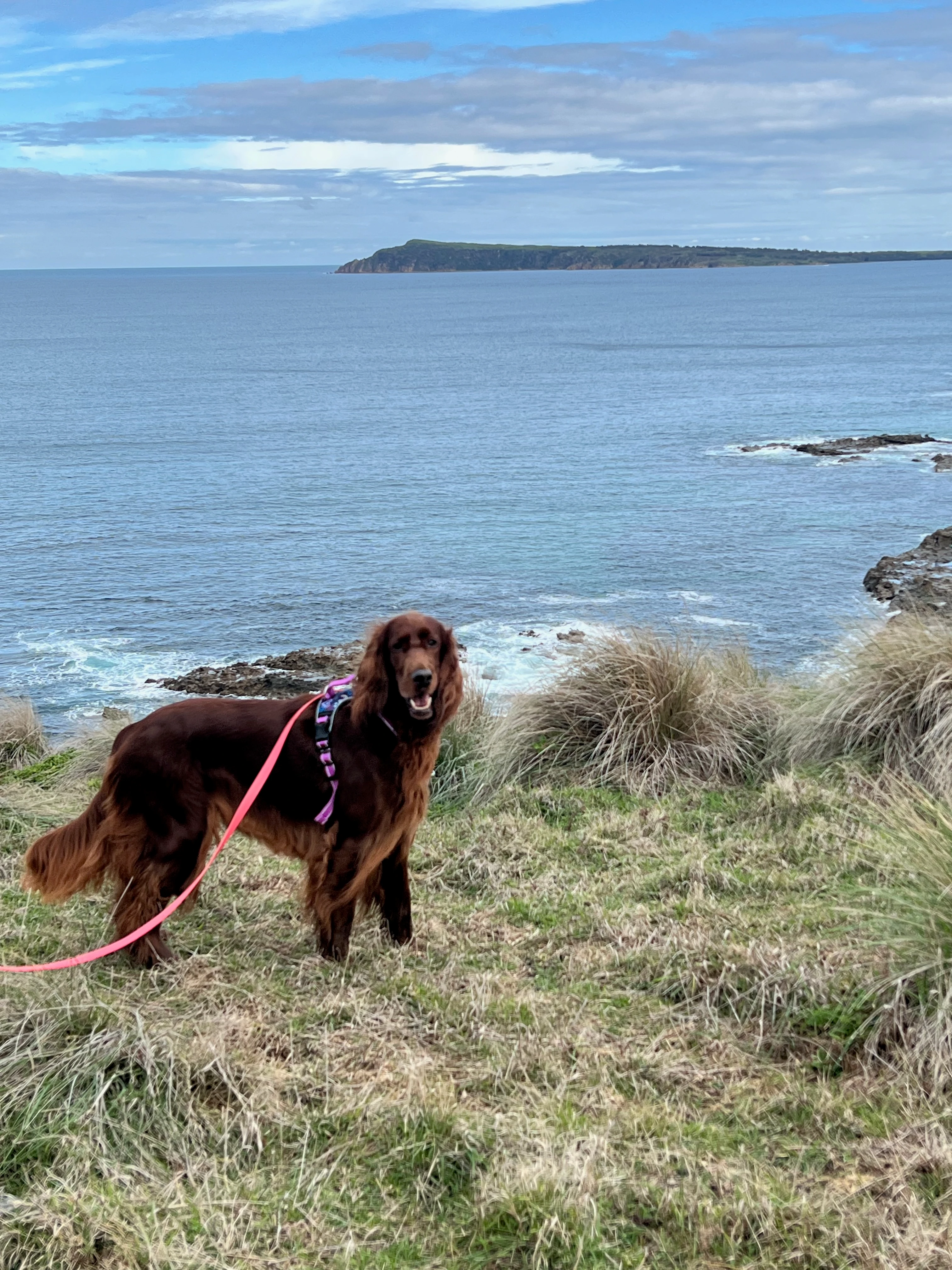 Yorkshire Terrier groomed
