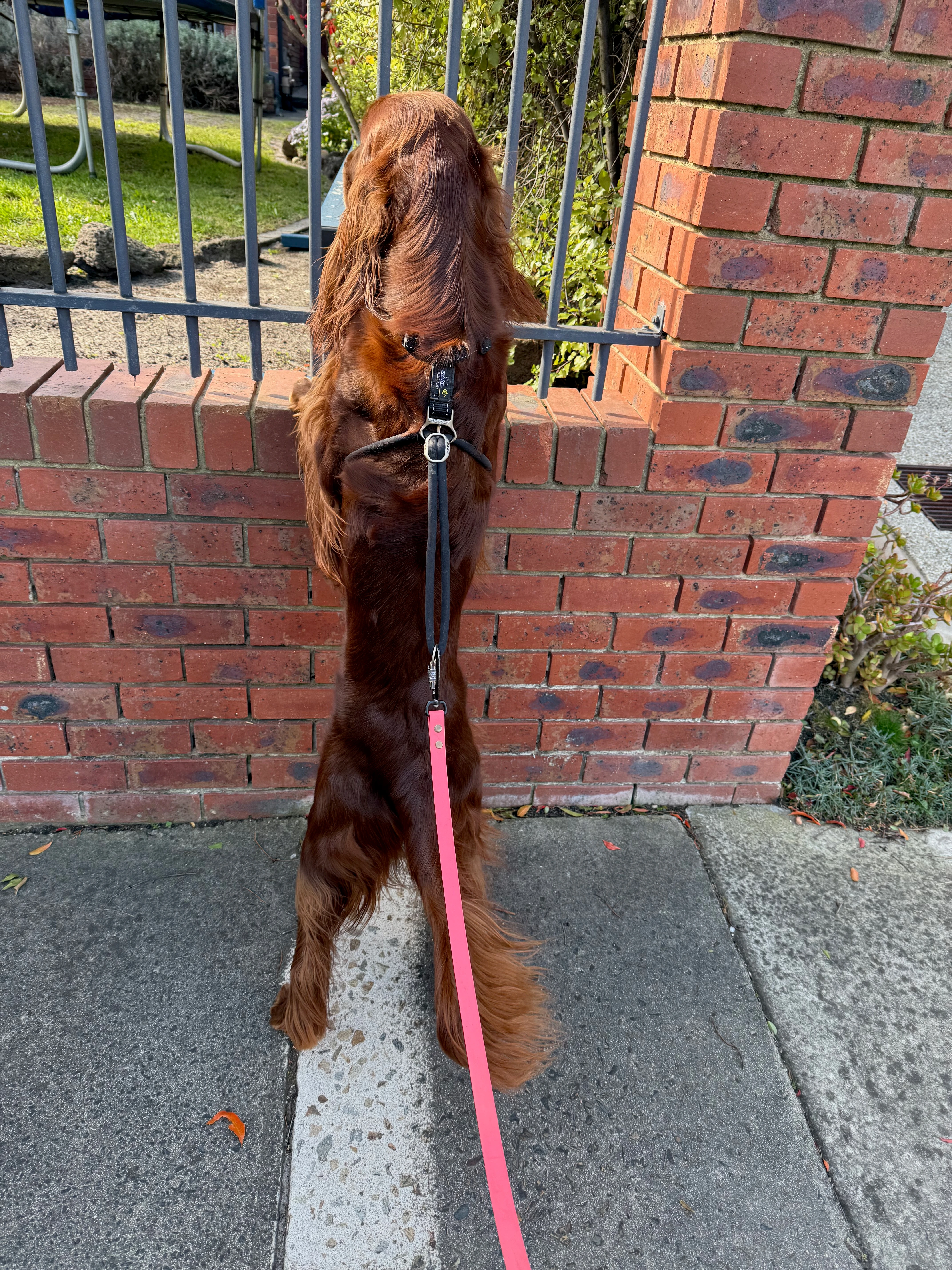 Golden Retriever after grooming